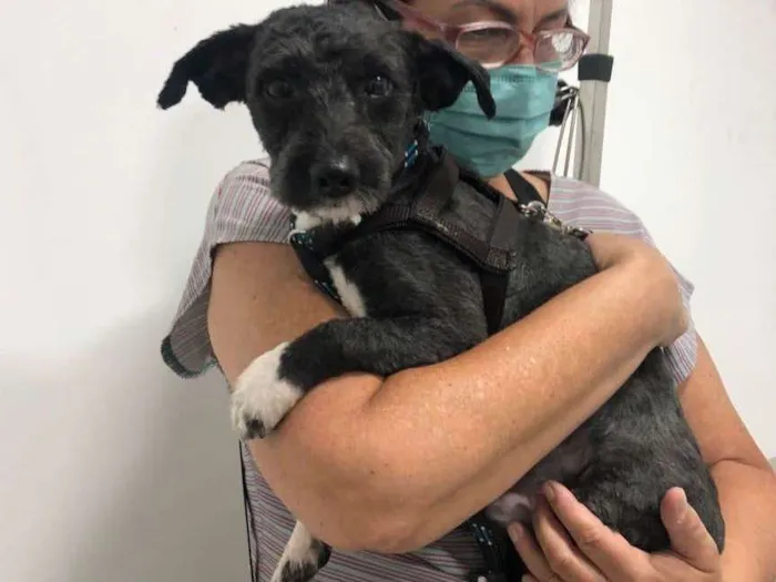 Cachorro raça Srd idade 1 ano nome Chico