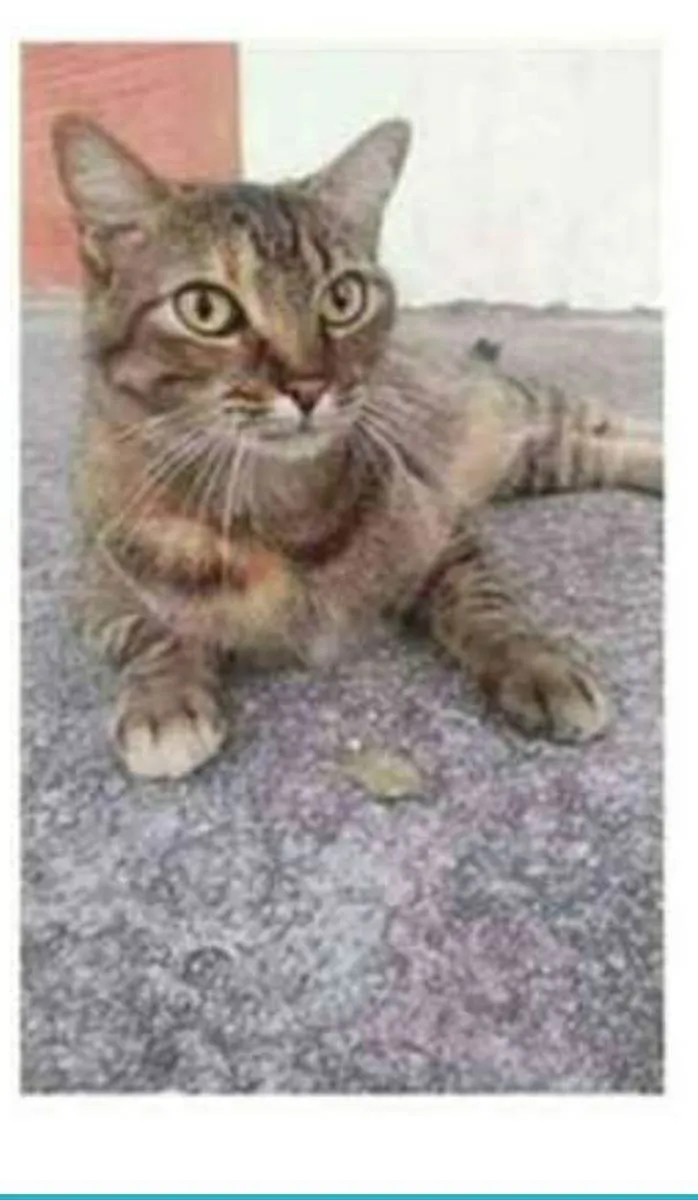 Gato ra a srd tigradinha idade 4 anos nome JULLY