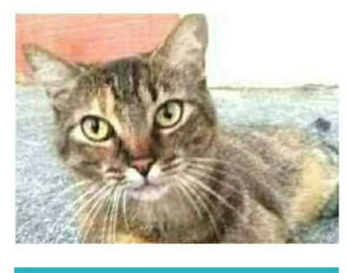 Gato ra a srd tigradinha idade 4 anos nome JULLY