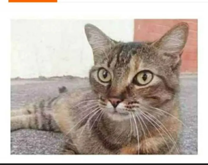Gato ra a srd tigradinha idade 4 anos nome JULLY