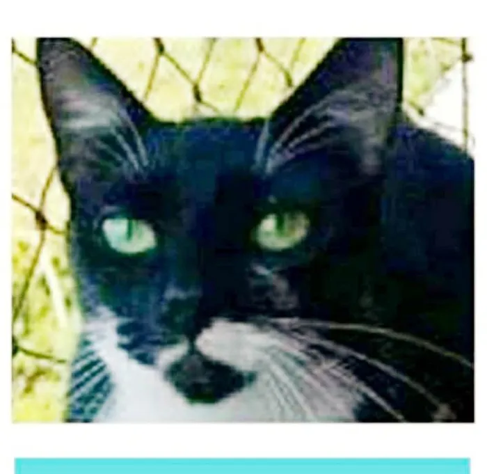 Gato ra a srd frajolinha  idade 1 ano nome ELISA