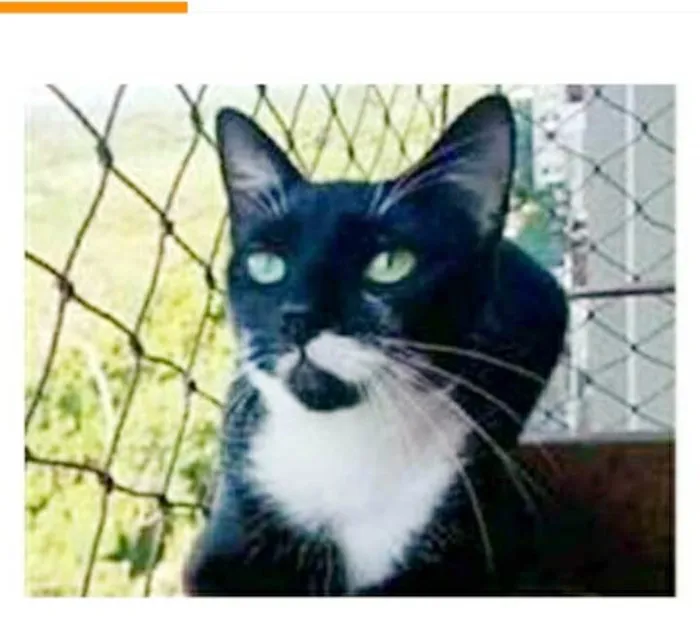 Gato ra a srd frajolinha  idade 1 ano nome ELISA