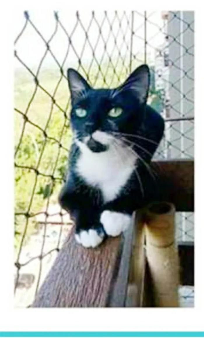 Gato ra a srd frajolinha  idade 1 ano nome ELISA
