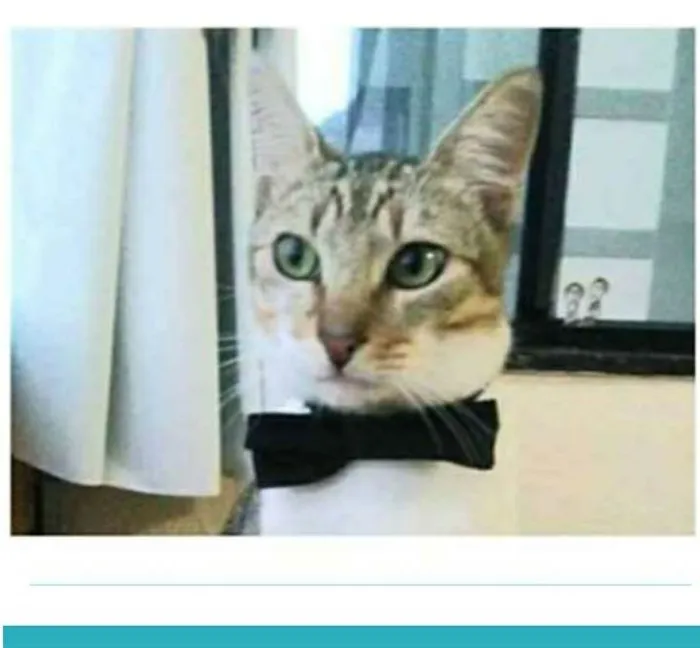 Gato ra a srd bicolor idade 1 ano nome PEDRINHO