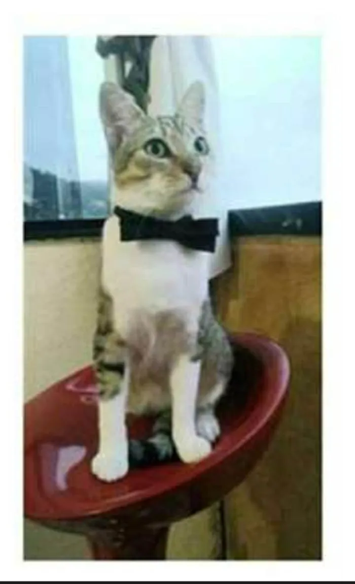 Gato ra a srd bicolor idade 1 ano nome PEDRINHO