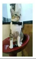 PEDRINHO
