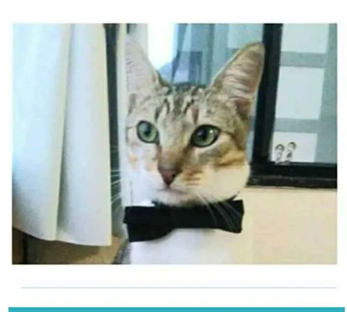 Gato ra a srd bicolor idade 1 ano nome PEDRINHO