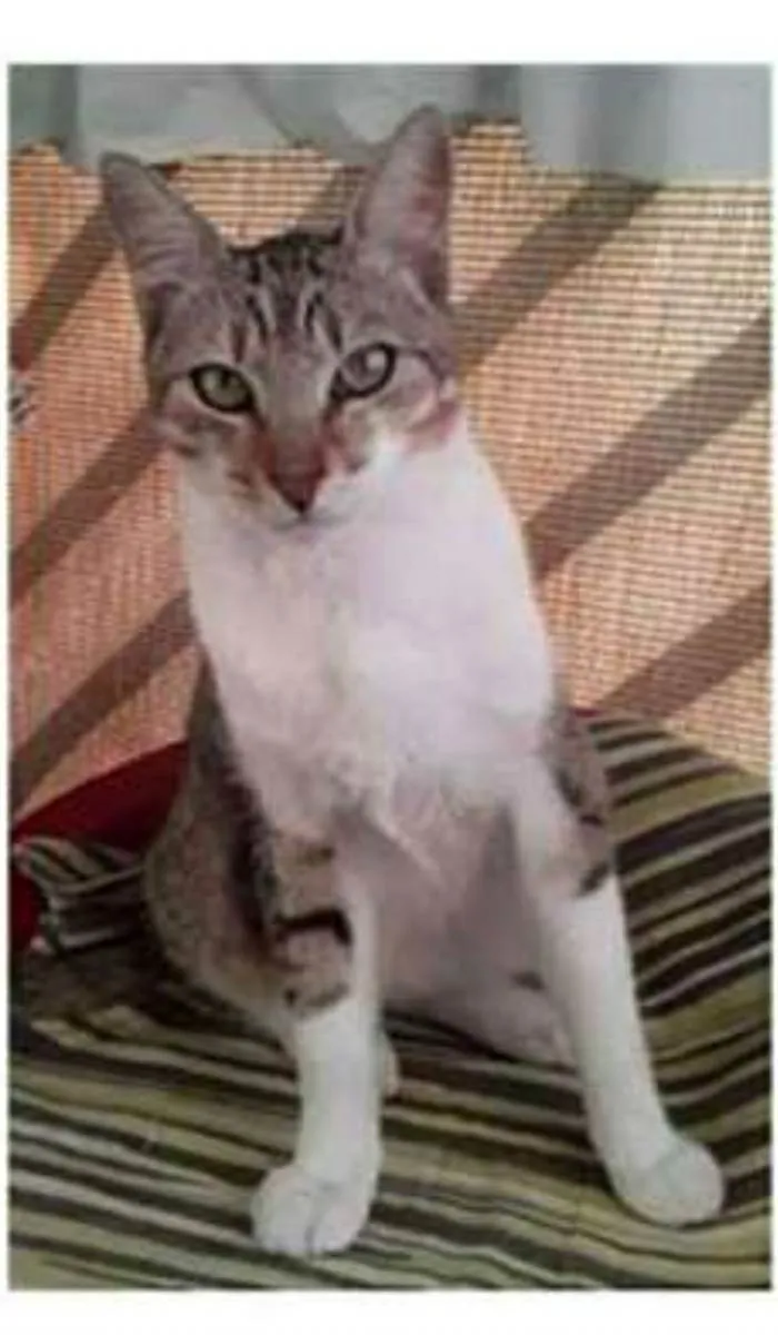 Gato ra a srd bicolor idade 1 ano nome PEDRINHO