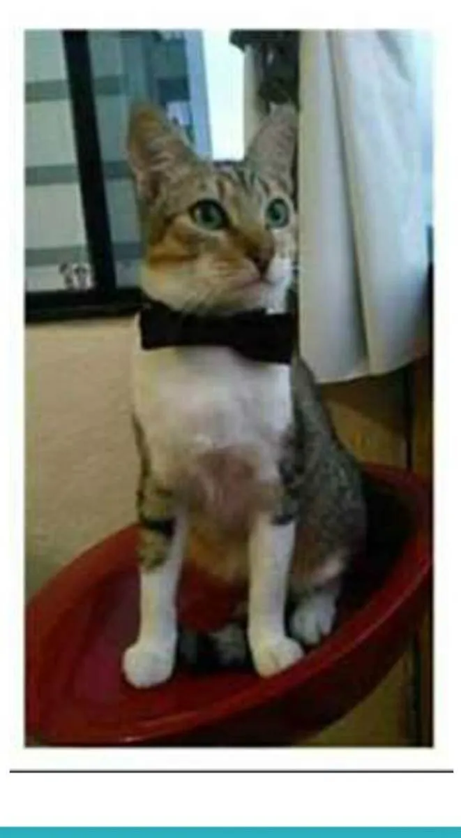 Gato ra a srd bicolor idade 1 ano nome PEDRINHO