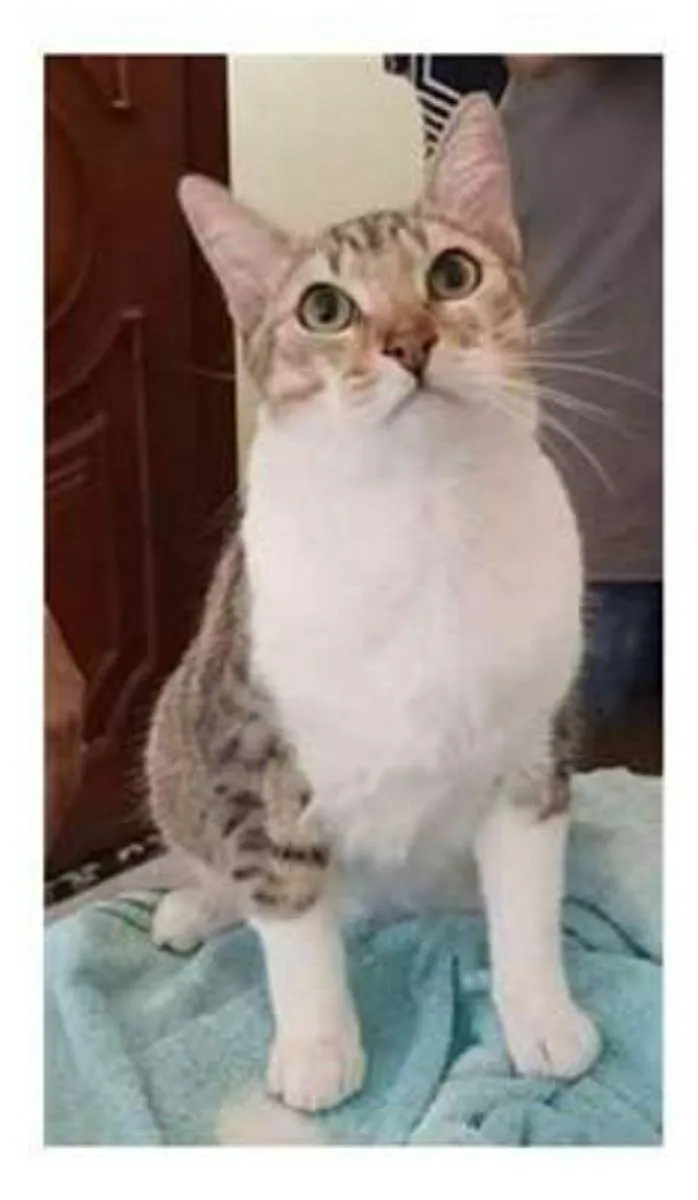 Gato ra a srd bicolor idade 1 ano nome PEDRINHO
