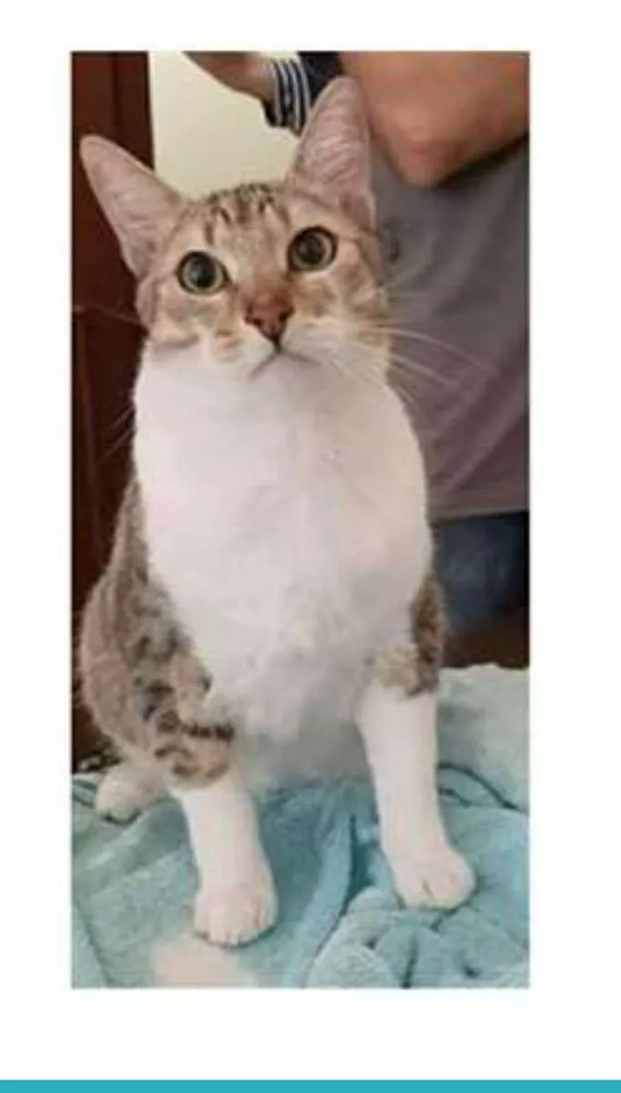 Gato ra a srd bicolor idade 1 ano nome PEDRINHO