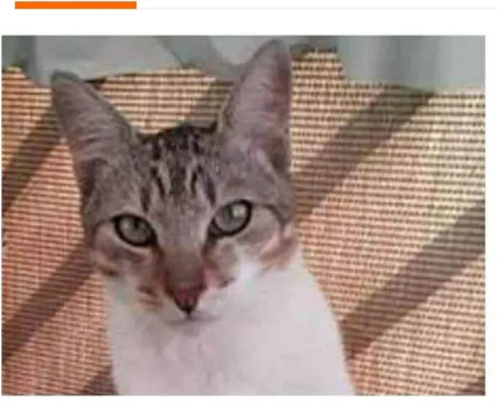 Gato ra a srd bicolor idade 1 ano nome PEDRINHO