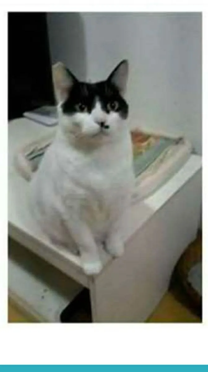 Gato ra a srd bicolor idade 2 anos nome ATHENA