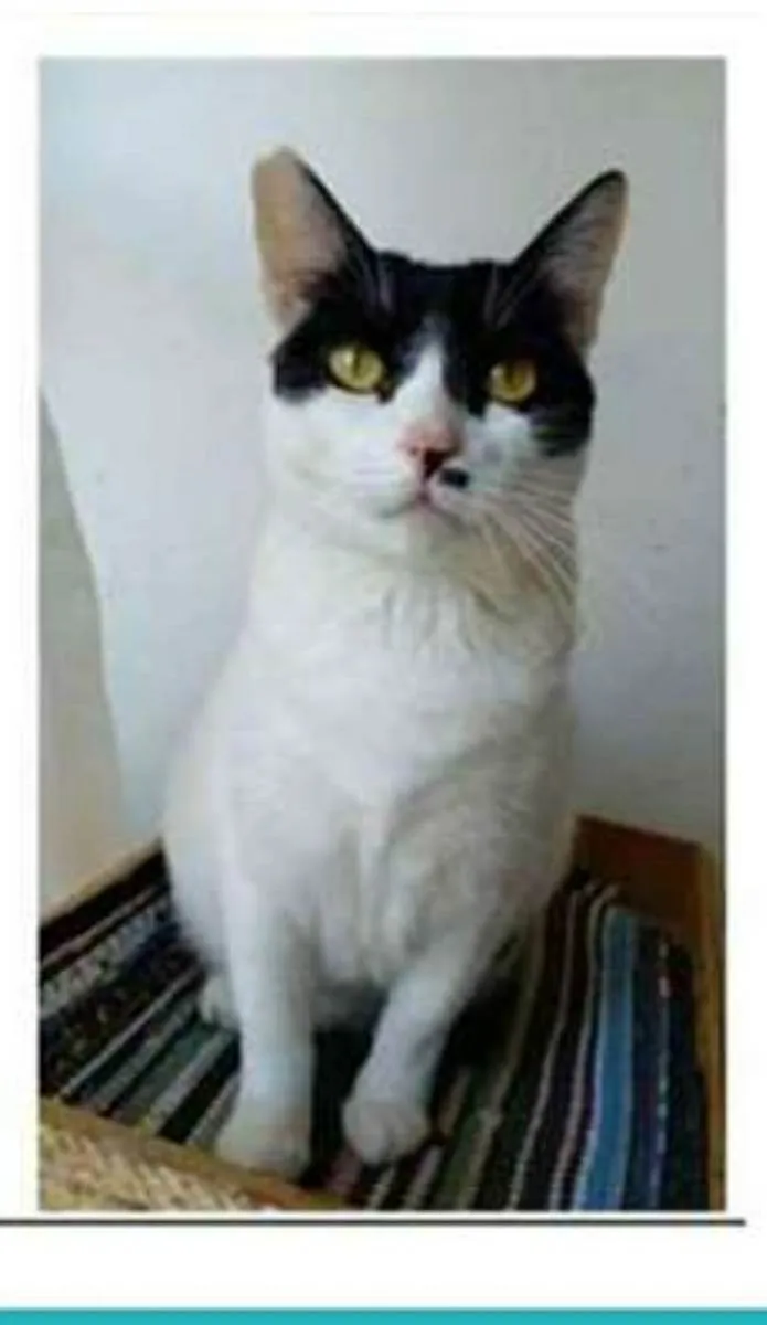 Gato ra a srd bicolor idade 2 anos nome ATHENA