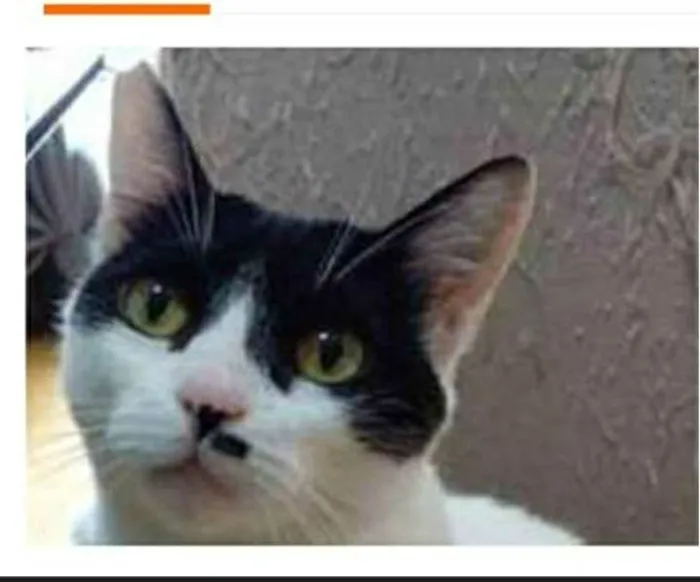 Gato ra a srd bicolor idade 2 anos nome ATHENA