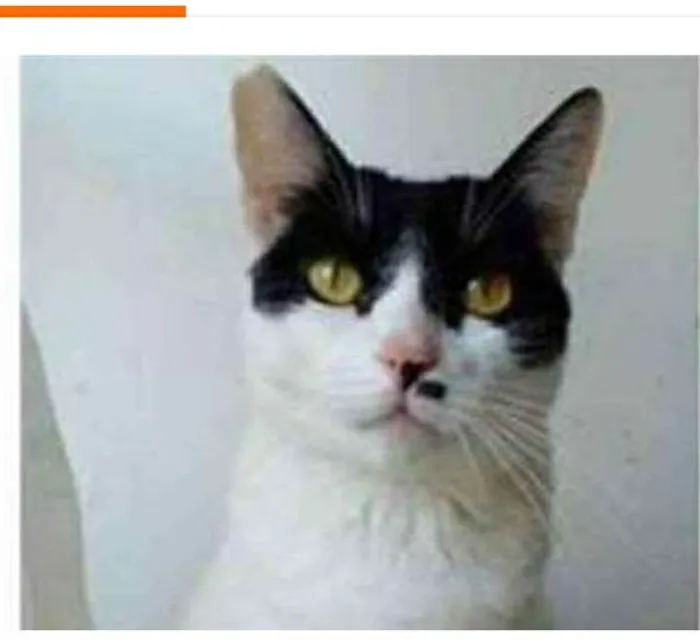 Gato ra a srd bicolor idade 2 anos nome ATHENA
