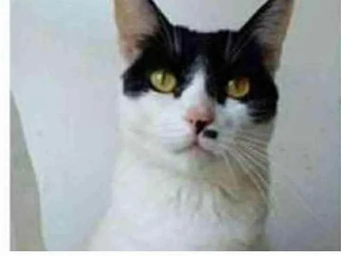 Gato ra a srd bicolor idade 2 anos nome ATHENA