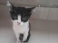 oreo