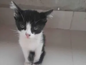 Gato raça vira lata idade  nome oreo