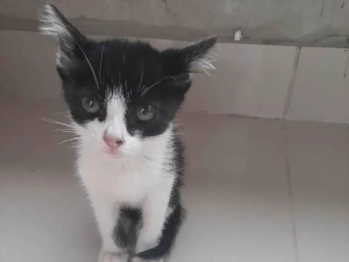 Gato ra a vira lata idade  nome oreo