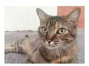 Gato raça srd tigradinha idade 4 anos nome JULLY