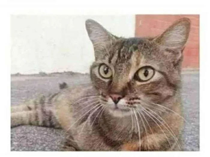 Gato ra a srd tigradinha idade 4 anos nome JULLY