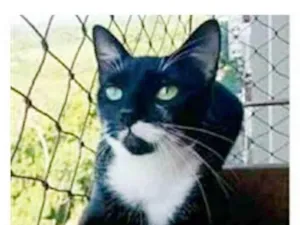 Gato raça srd frajolinha  idade 1 ano nome ELISA