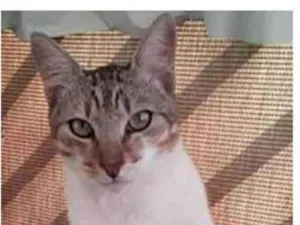 Gato raça srd bicolor idade 1 ano nome PEDRINHO