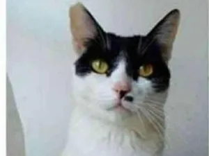 Gato raça srd bicolor idade 2 anos nome ATHENA