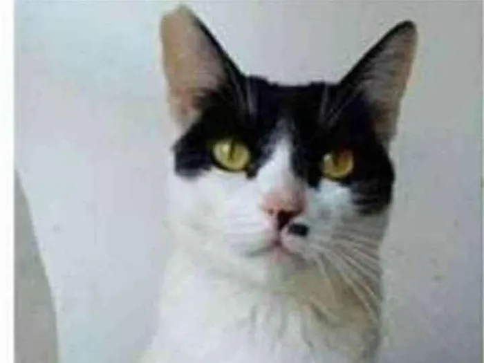 Gato ra a srd bicolor idade 2 anos nome ATHENA