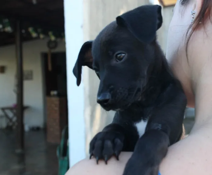 Cachorro raça SRD idade 2 a 6 meses nome Catarina