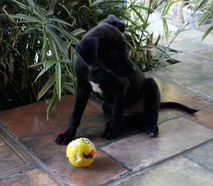 Cachorro raça SRD idade 2 a 6 meses nome Catarina