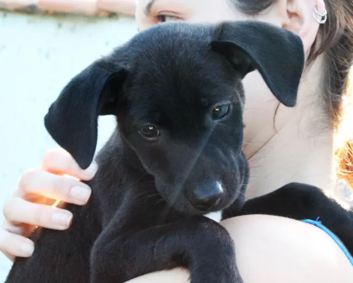 Cachorro raça SRD idade 2 a 6 meses nome Catarina