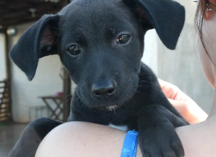 Cachorro raça SRD idade 2 a 6 meses nome Catarina