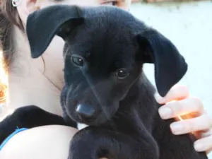 Cachorro raça SRD idade 2 a 6 meses nome Catarina