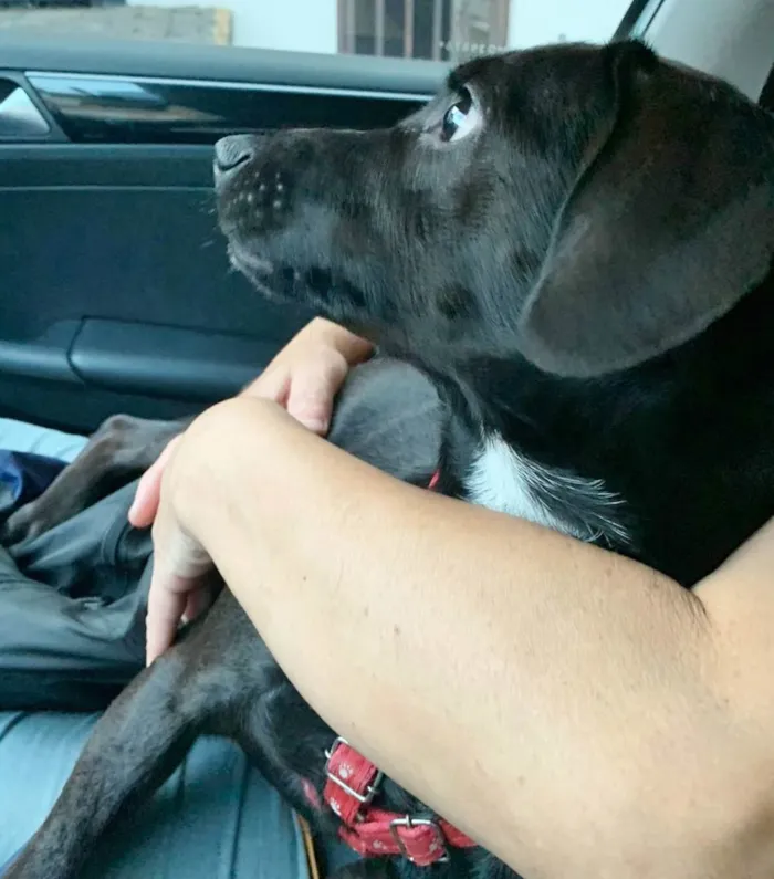 Cachorro raça SRD idade 1 ano nome PIETRA