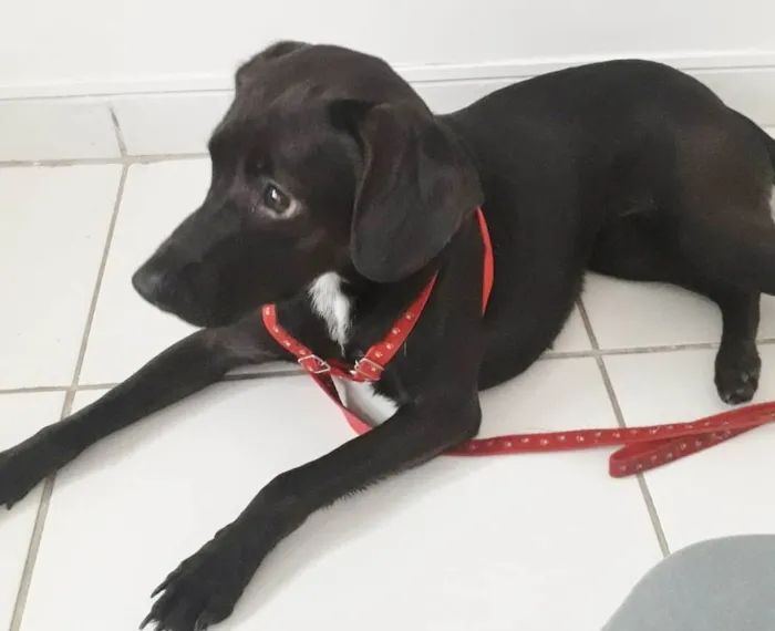 Cachorro raça SRD idade 1 ano nome PIETRA