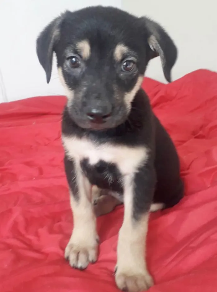 Cachorro raça SRD idade 2 a 6 meses nome BART