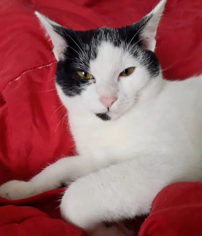 Gato raça SRD idade 7 a 11 meses nome FELÍCIA