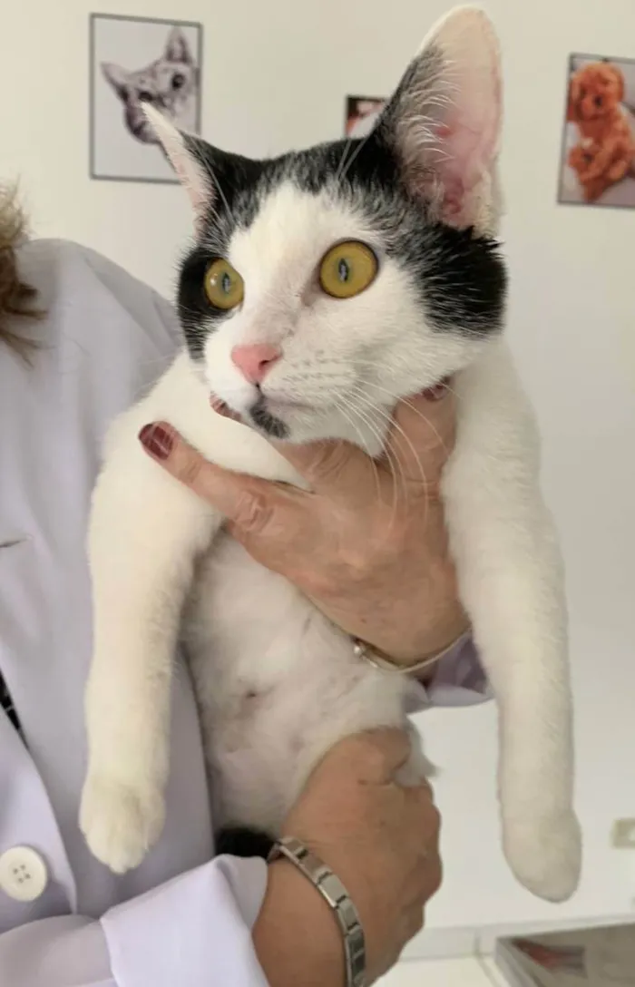 Gato raça SRD idade 7 a 11 meses nome FELÍCIA