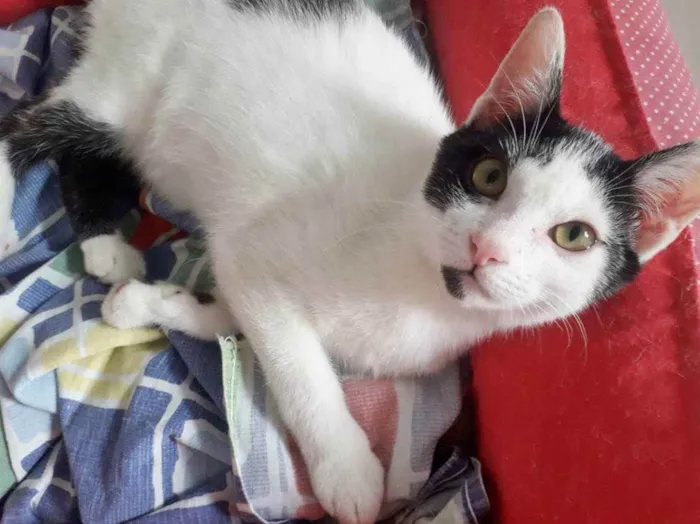 Gato raça SRD idade 7 a 11 meses nome FELÍCIA