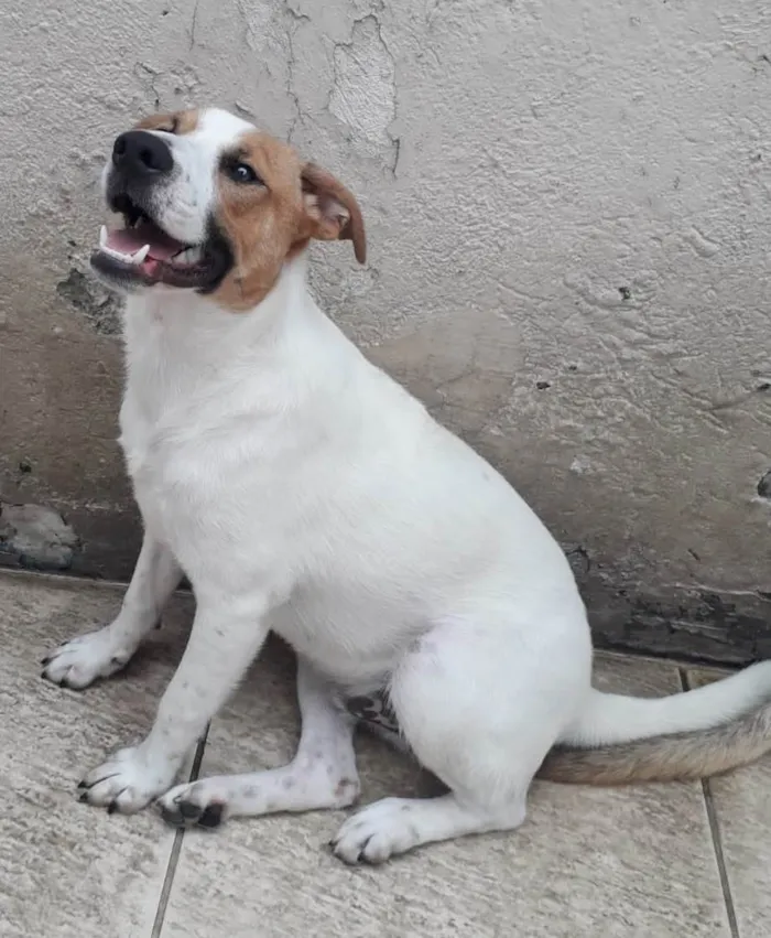 Cachorro raça SRD idade 1 ano nome DOM