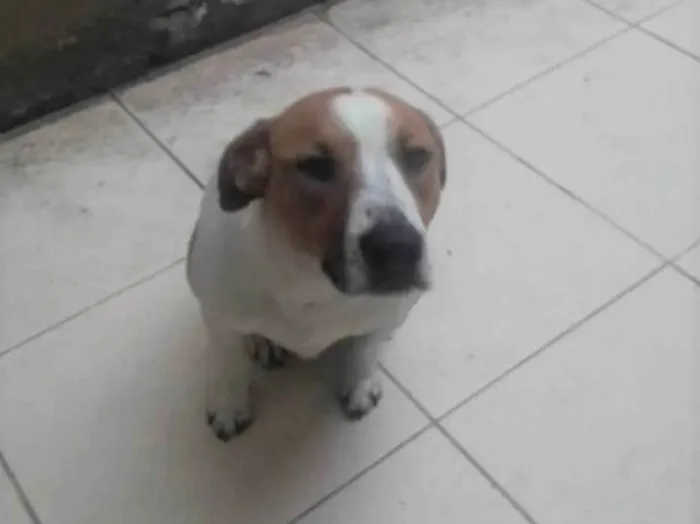 Cachorro raça SRD idade 1 ano nome DOM