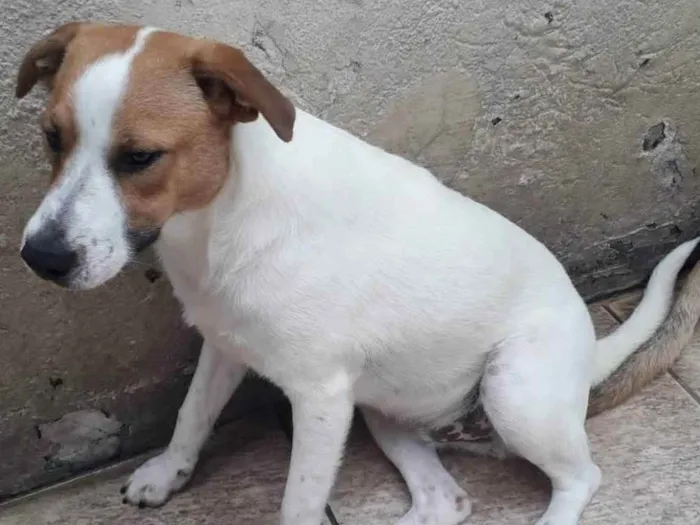 Cachorro raça SRD idade 1 ano nome DOM