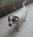 Cachorro raça SRD idade 1 ano nome DOM