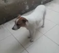 Cachorro raça SRD idade 1 ano nome DOM