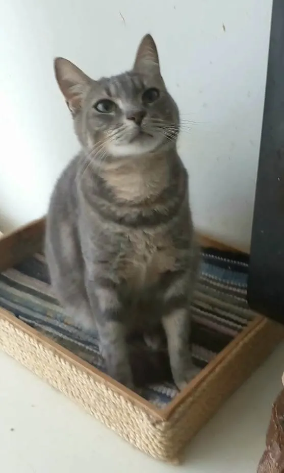 Gato raça Srd idade 1 ano nome Adely 