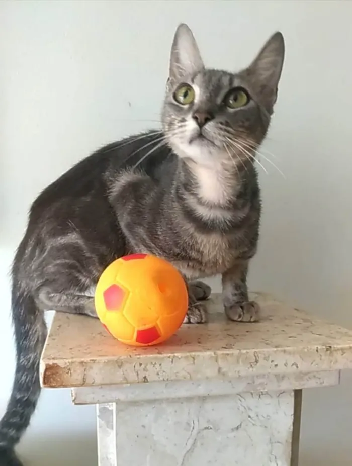 Gato raça Srd idade 1 ano nome Adely 