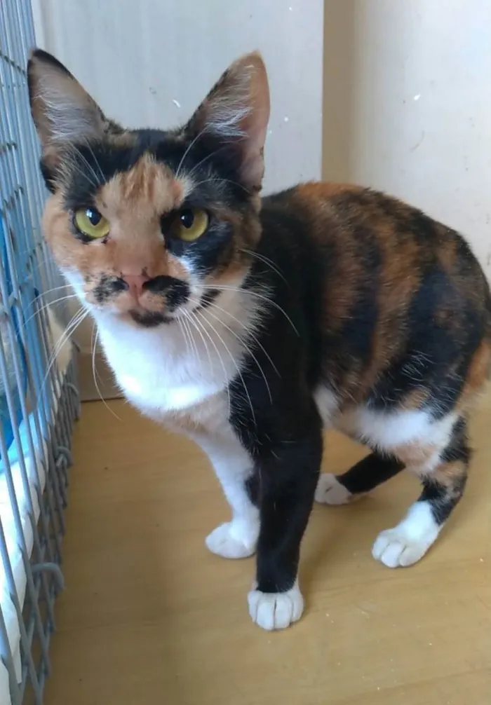 Gato ra a Srd idade 1 ano nome Linda