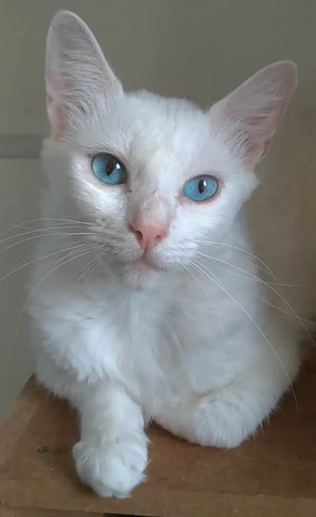 Gato ra a Srd idade 1 ano nome MAITÊ 